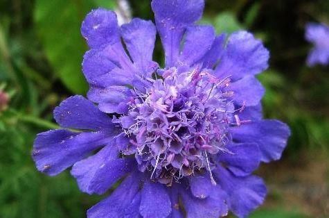  『粉嫩』养花试试这几款，花开繁盛花香怡人，花朵粉嫩丰腴，绚丽夺目