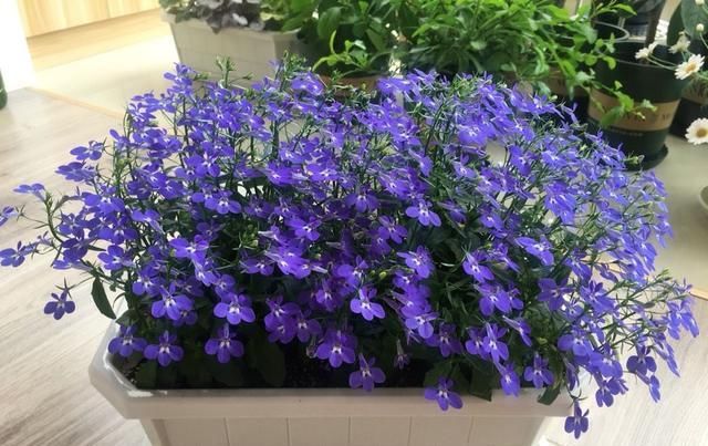 『盆栽』此款盆栽草花,花期很长,花多易爆盆,观赏价值高,还很好养护