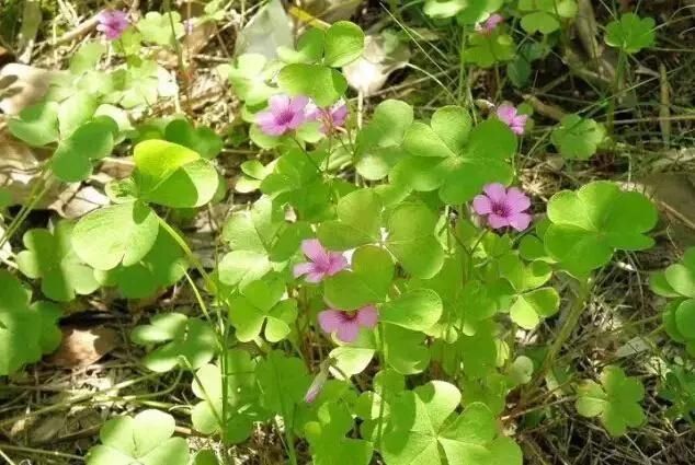  「别称」30种 ·野草的美，你认识几个？