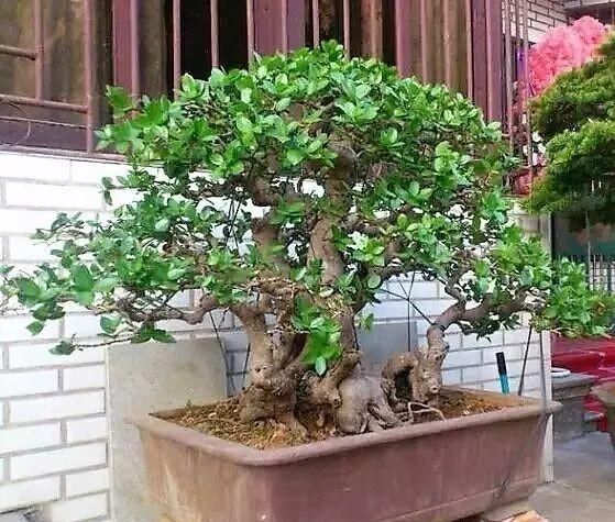 红牛盆景，牛气冲天！