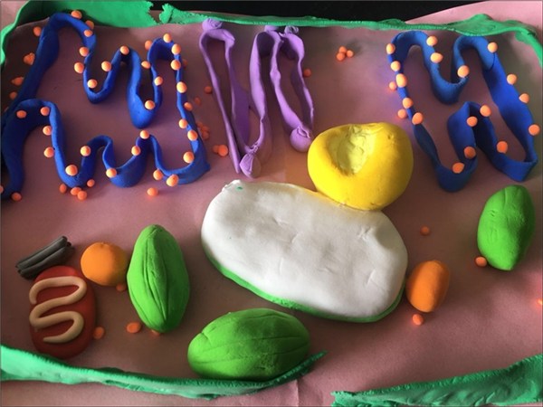 歙县中学高一生物组成功举办生物细胞模型制