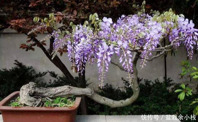 扦插|两种“盆景”易繁殖,一节枝插土里养一盆,姿态优美能开花