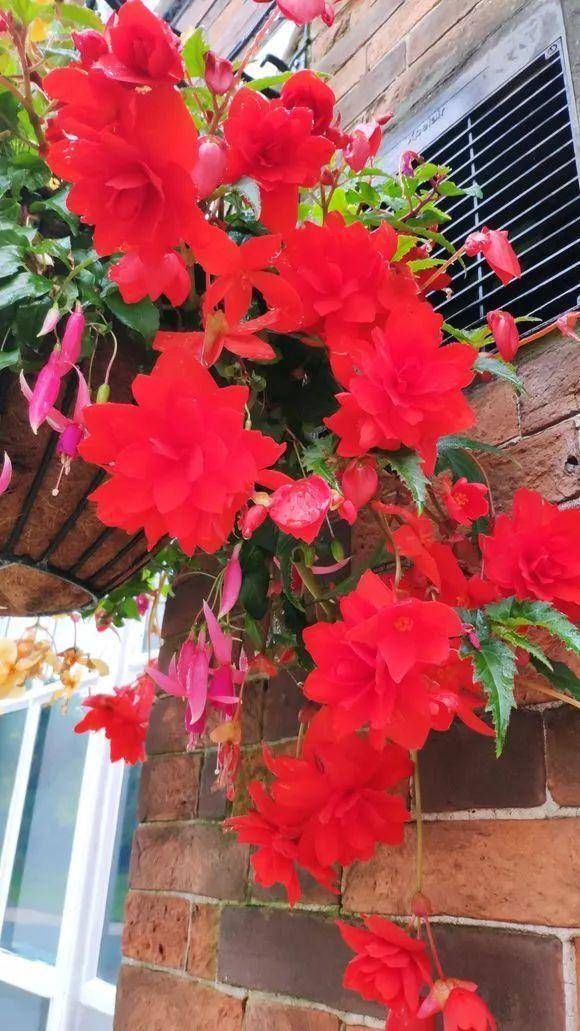  『艳丽』3种挂在空中养的花，适合挂在客厅，开花艳丽，朋友来了都喜欢