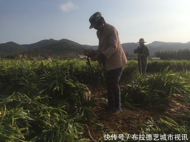 一斤批发2元以上，农民种它亩产1.2万斤，年收入4.8万元