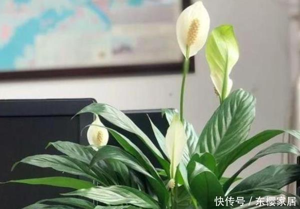 适合@这3种花最适合养客厅,净化空气吸甲醛,异味通通都跑掉!