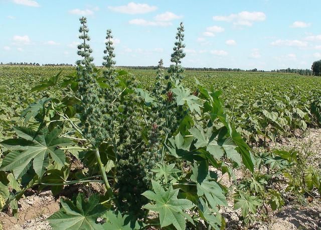 一种“植物石油”，曾因有害人人嫌弃！现农民大量种植亩入几千