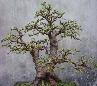 【传家宝】“2种植物”剪一刀,加点“料”,轻松养成盆景,可当“传家宝”