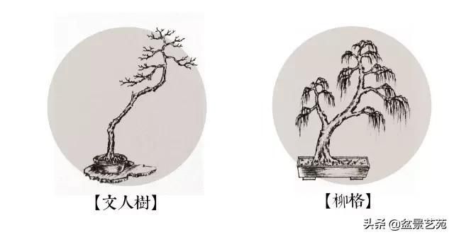  「成寸」盆景百态，缩地成寸