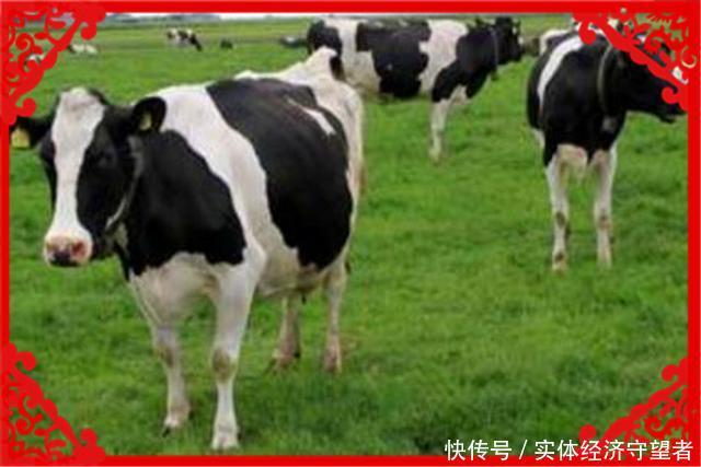  #奶牛#现在的农村，有哪些能一年挣20万的赚钱途径？推荐几个供参考