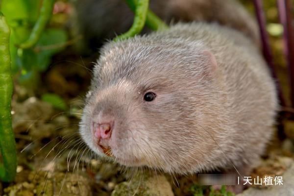  「快速」现在，在农村小本养殖什么可以快速致富？几种可以尝试