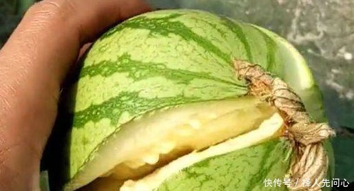 农田西瓜全部在地里炸开,农民大叔心急如焚,知道真相恍然大悟！