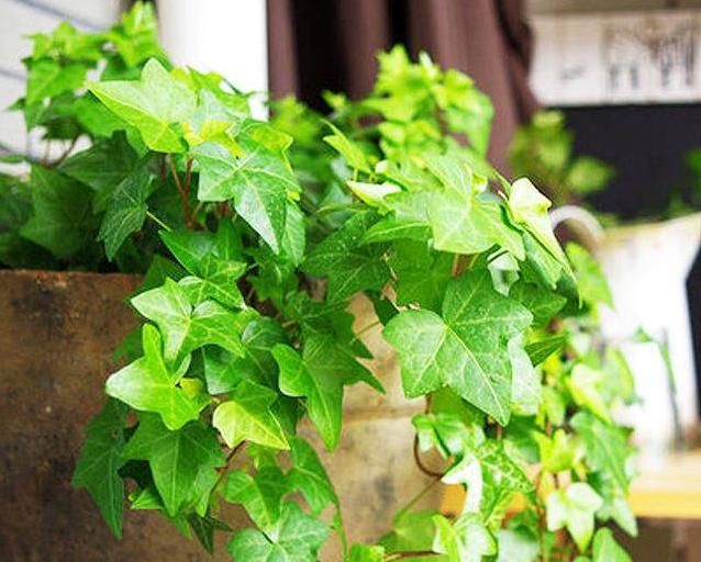 『适合』适合养在“卫生间”的4种花,喜欢湿气的环境,关键还能除异味