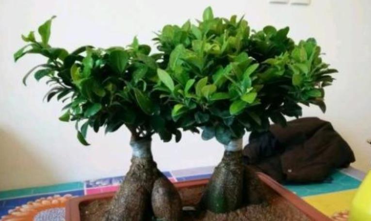  #椰糠栽培#盆景人参榕，哗哗掉叶子？教你4步，枝叶繁茂美回来