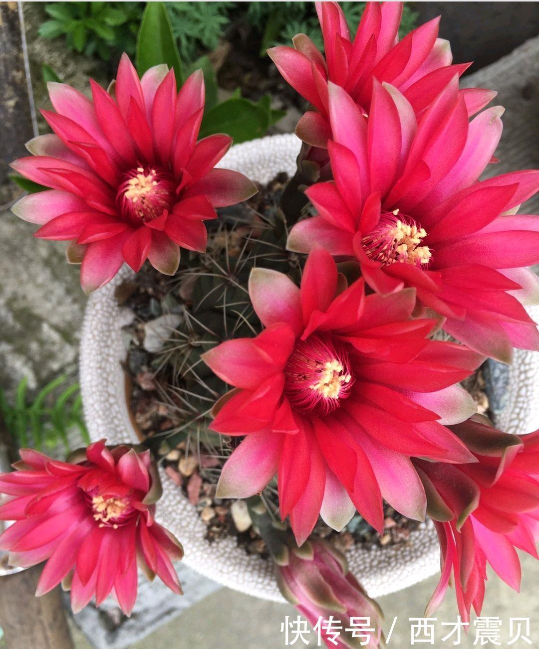 夏季|谁说夏季多肉必丑?这几种多肉夏季“叛逆”,状态反而越更漂亮!