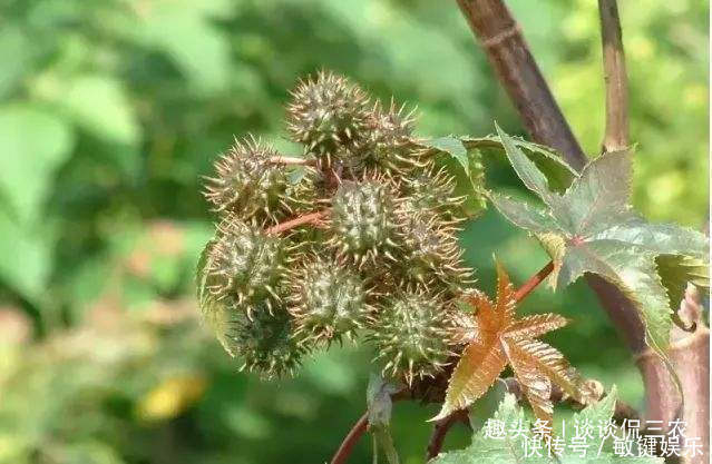 [武器]全身带刺的野果，曾被孩子当武器扔，如今市场需求大农民