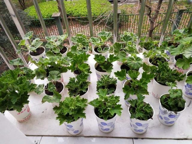  【春天】春天养这花，扦插一定要趁早，晚了活不过夏天