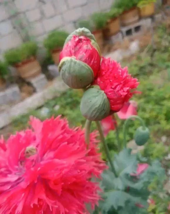  「植株开花之后」这几种花是优雅的代名词，养一盆家里全是优雅气息