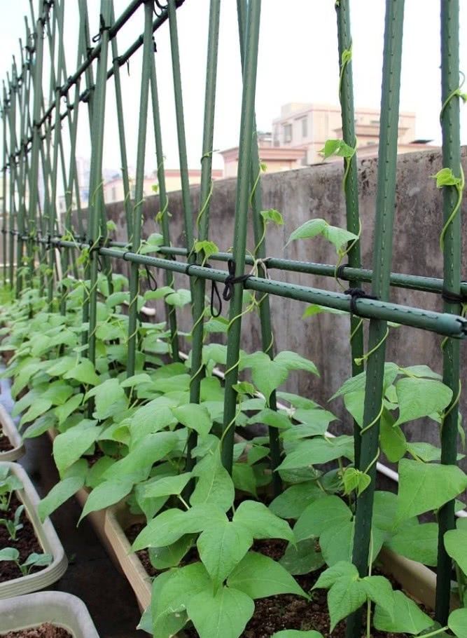  『记住』阳台种菜，记住“3点”，种什么都疯长，收获不错，够自己吃了