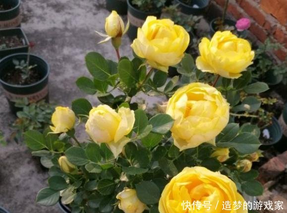  事宜：春天，正是让月季花开爆盆的好时期，2件事宜多做，别错过了