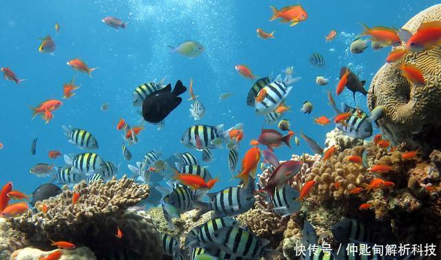 生物都不的能永生,但是却在追求永生,生命形态