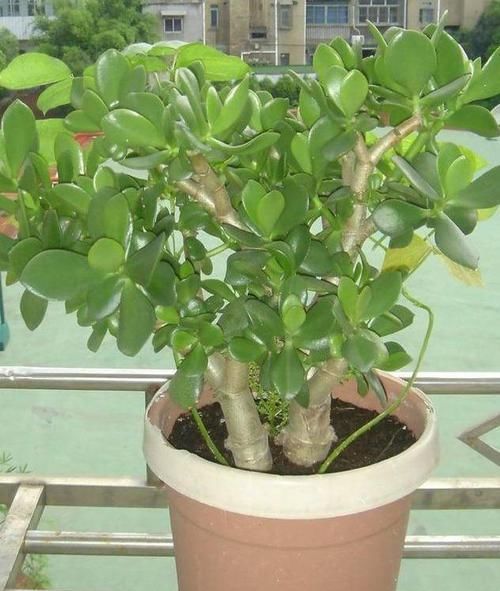  【洒脱】玉树这样养，叶片肥绿，株型洒脱，“玉树临风”，开满花，变老桩