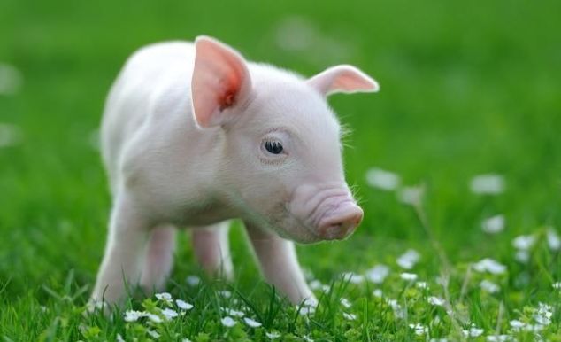 猪肉值钱都挑小猪仔，猪肉不值钱都拣大的要，这到底是为什么？