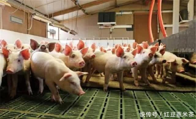  中国■全球最会“养猪”的国家，3个人就能养万头猪，养猪致富不