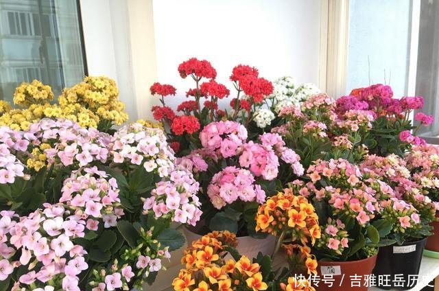  『旺盛』天气越冷，2种花开得越旺盛，放在窗台“开爆盆”，谁见都说好