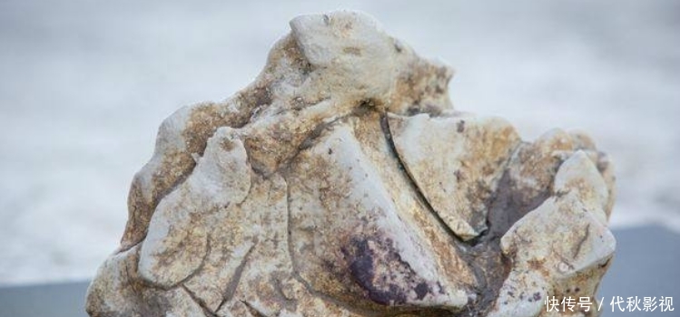 游客偶然拾到“石头”,不曾想到竟是龙涎香,估值一百多万!