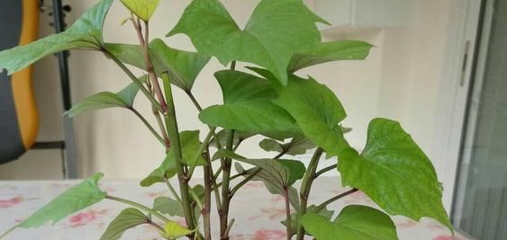  『绿萝』家里不必种吊兰绿萝青菜，水培这个，好看好吃、长一米多长！