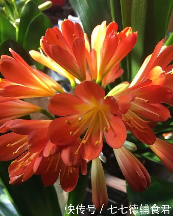 『花开』4种花,就要挤着养,挤一点才能不烂根、长得旺,花开更繁茂!