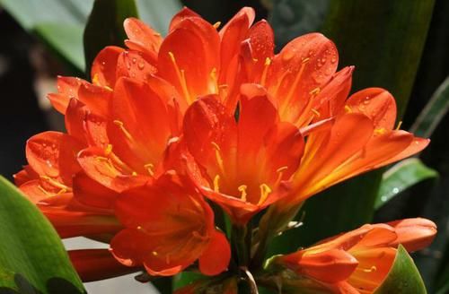  「美极了」适合在4月份养的花卉，养护简单爆盆容易，花期长达200天，美极了
