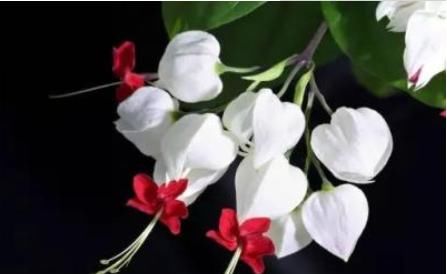 『非洲紫罗兰』喜欢菊花,不如养此款花,花苞粉嫩可爱,呆萌可爱又好养
