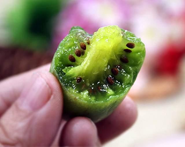 农村又一“新兴”奇异宝树，根、茎、叶都是良药，果卖50元一斤!