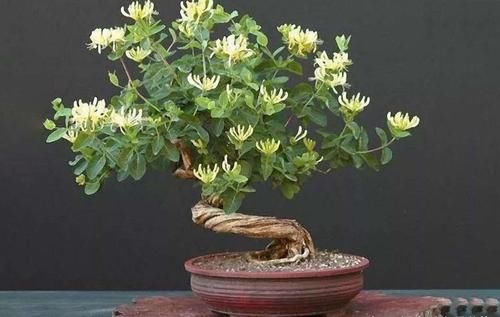 「植物」过年送老年人这几种植物，既好看又实用！