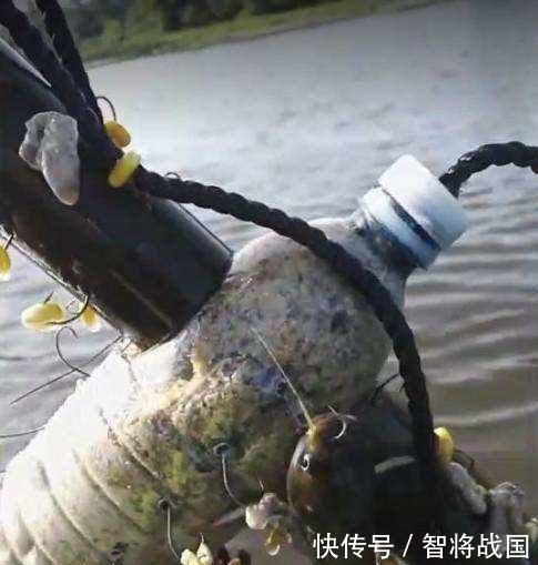 「收获」男子用矿泉水瓶做钓鱼神器,第二天收获喜人!