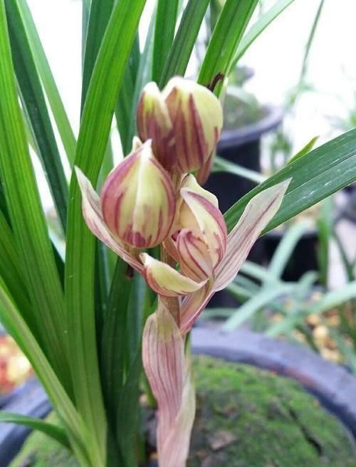  『玫瑰』此花，颜值不输荷花，气质远超玫瑰，简单好养，比茶花强多了！