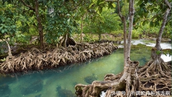 海南最美的海岸线:5公里的红树林,国庆让你感受红树林里的纯美