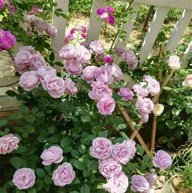 #花团锦簇#阳台种花选这5种，一棵一分钱，一次开100朵，花团锦簇阳台成花海