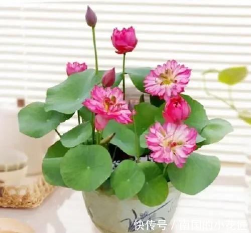 阳光|这几种花养护就一个字“晒”,太阳好了晒一晒,越长越旺容易爆盆