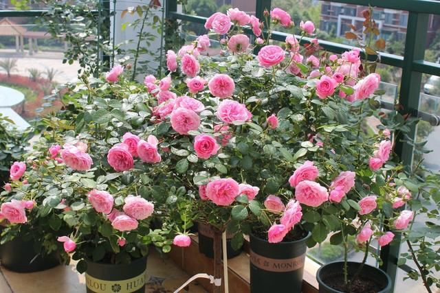  家里：家里有4种花，春天搬到外面给足“大太阳”，花朵大、还爆盆