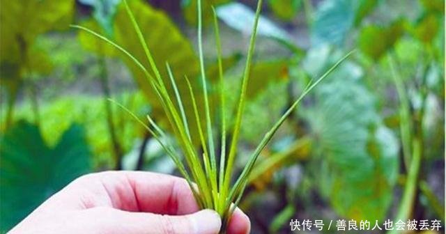 农村这种野草非常稀少，价值很珍贵，你若看到请珍惜保护好它