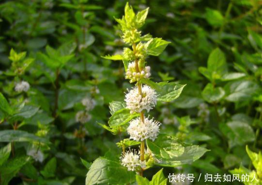 农村一种野草，泡茶喝清热解暑，嚼2片叶子可祛口臭