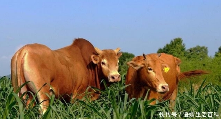  出名：农村一种动物，以前并不出名，现在养殖一年纯利润超过20