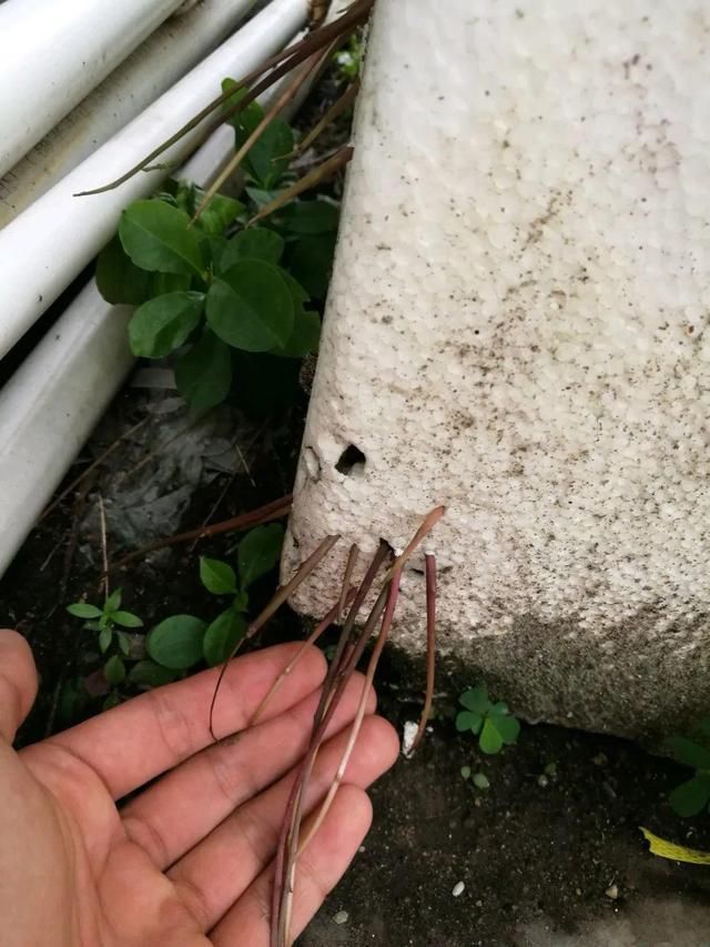 慎养■这花要慎养,每年砍掉3麻袋,照样蹭蹭长