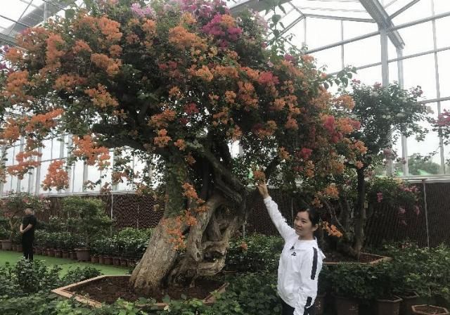  小花|“小花花”如何变成大产业 带你走进西南最大三角梅基地