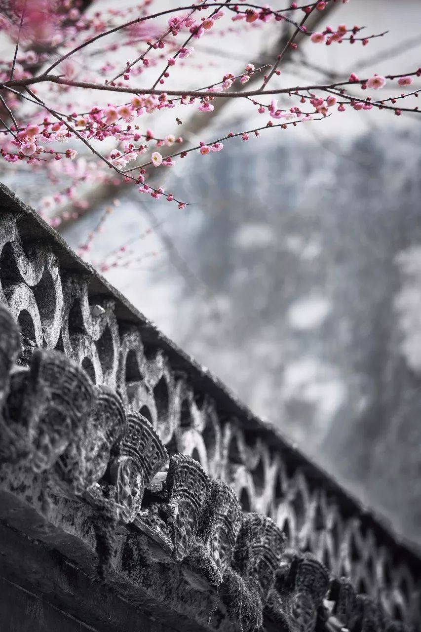 再过20天，中国将花开成海，错过再等一年