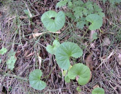  『值钱』潮湿的田野里，遇到1种“积雪草”请爱惜，比垂盆草珍贵，值钱！