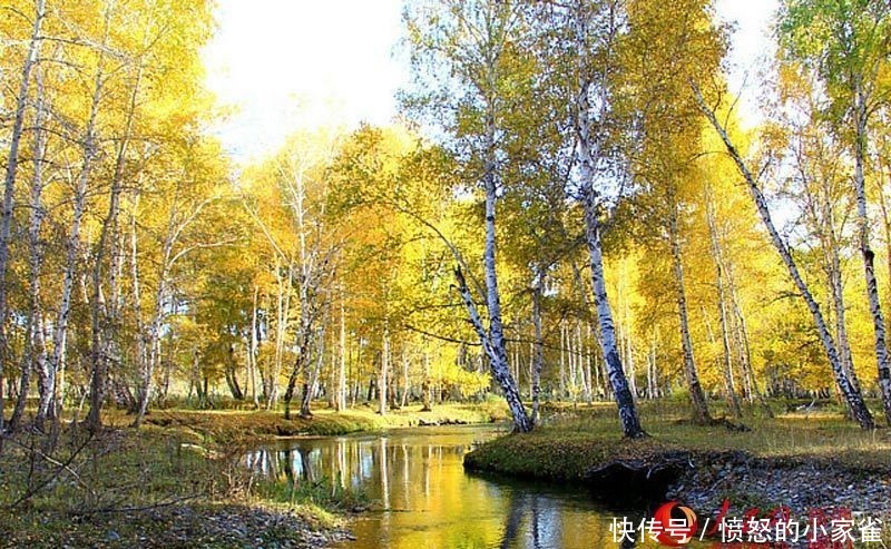 新疆哈巴河县:金秋油画白桦林