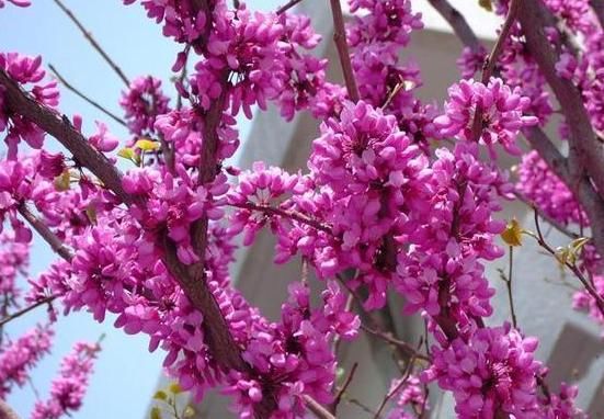  『开花』这四种神秘优雅的紫色花，美起来不像话，春天一开就是一大片